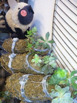 多肉植物+モスシューズ