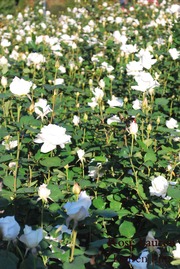 花フェスタ記念公園