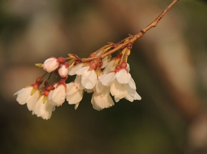家族にありがとうが溢れて 家族にありがとうが溢れて