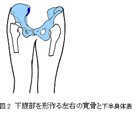 骨盤と仙腸関節