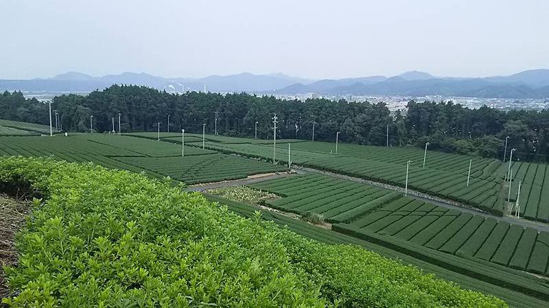 牧之原開拓ツアーに行きました! 牧之原開拓ツアーに行きました!