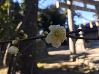 神社の梅が一輪咲きました！
