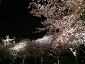 夜桜とらーめんカフェ・ワコーさん♪