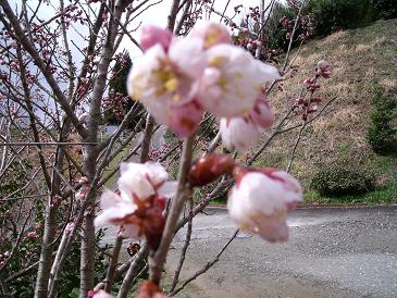 桜に椿