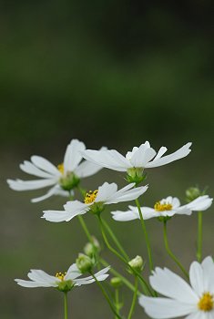 地域性を生かすブログ2