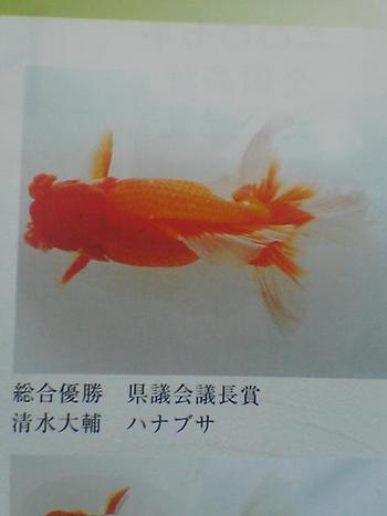 静岡県金魚品評大会！