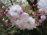 三ヶ日桜