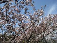 三ヶ日桜