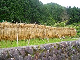 狩野川100kmサイクリング 完走
