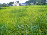 水田崩壊