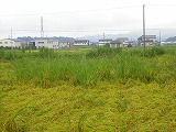 水田崩壊