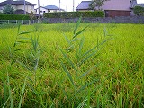 水田崩壊