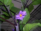 ナスの花は下向きに咲きます。(6月4日の答え)