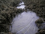 氷が張った日