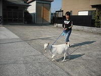 愛ヤギ、サチエル