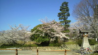 掛川城の桜と栗ヶ岳