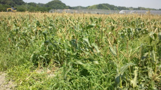 収穫終わりました!