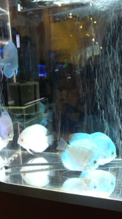 続、おもしろアイデア水族館!!