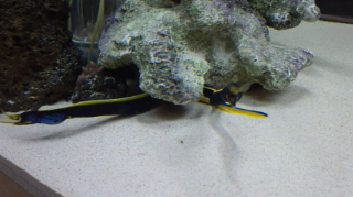 おもしろアイデア水族館