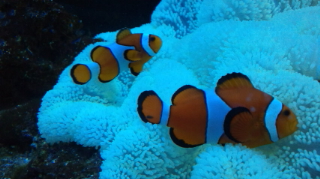 おもしろアイデア水族館
