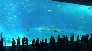 ☆美ら海水族館☆
