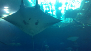 ☆美ら海水族館☆
