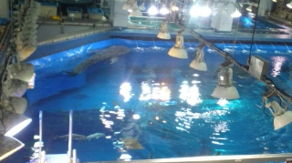 ☆美ら海水族館☆