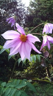 花たち