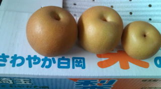 大きい梨ちゃん。