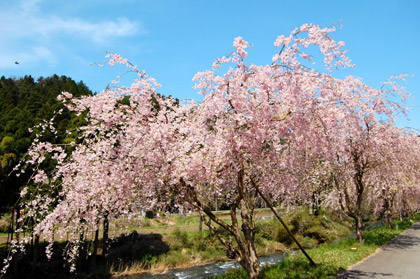 竹田の里しだれ桜まつりクラフトフェア