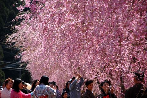 竹田の里しだれ桜クラフトフェア