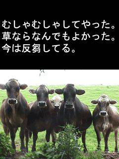 6月のいろいろ。