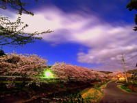 満月期の桜並木