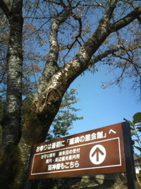 薬師猫神様