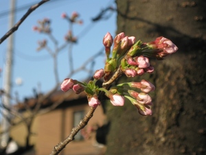 天竜川町のお宮の桜ほんのちょっと咲きました。