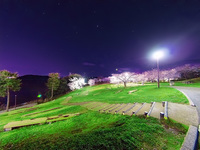 夜桜咲く公園