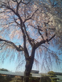 桜が見頃！