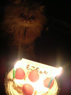 ケーキ~にゃ~♪