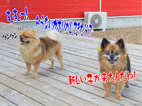 ③お客様ワンコの紹介♪