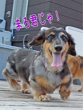 ③お客様ワンコの紹介♪