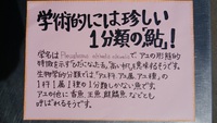 鮎のうんちくその③