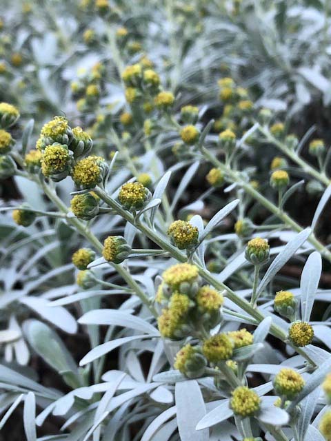 モクビャッコウの蕾が開き始めました モクビャッコウの蕾が開き始めました