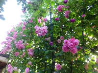 Rose Garden♪