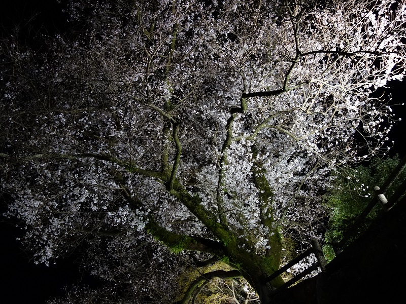 本坂の桜 本坂の桜
