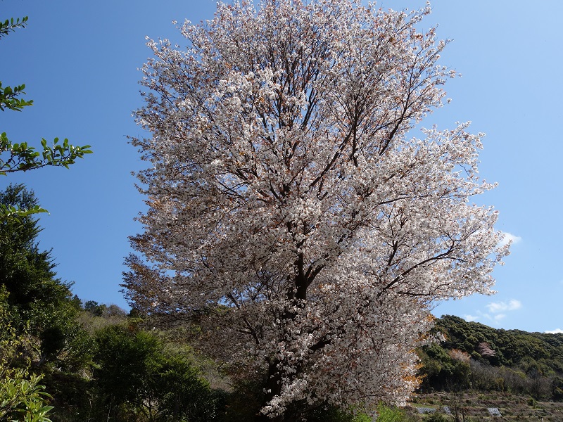 みかん園の桜 みかん園の桜
