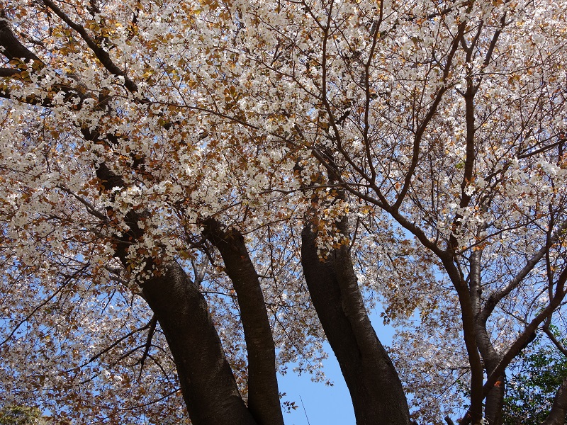 みかん園の桜 みかん園の桜