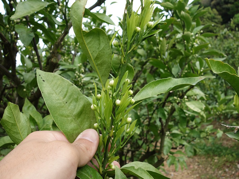 早生 有葉花 早生 有葉花