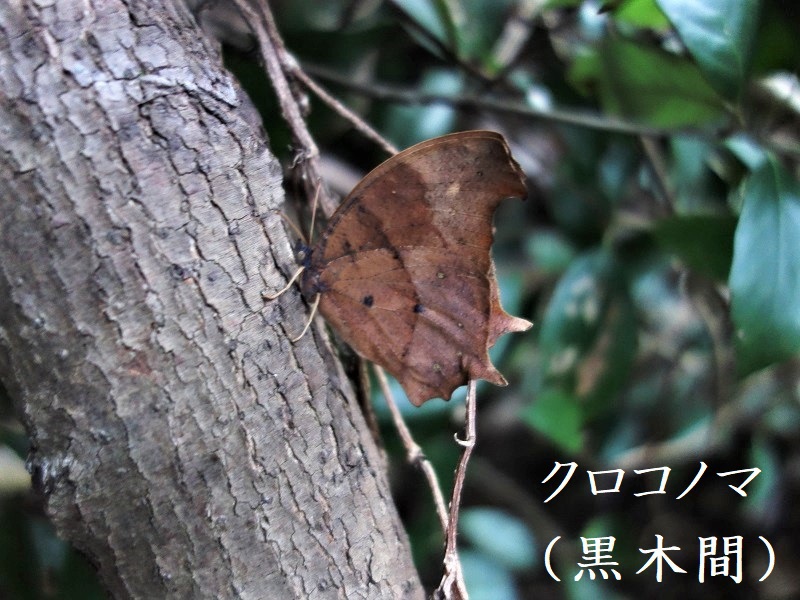 クロコノマチョウ クロコノマチョウ