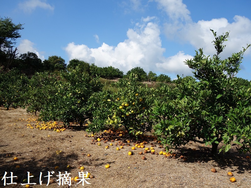 仕上げ摘果(早生みかん) 仕上げ摘果(早生みかん)