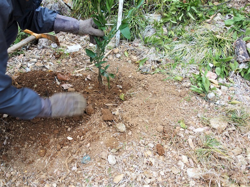 みかん植え付け みかん植え付け